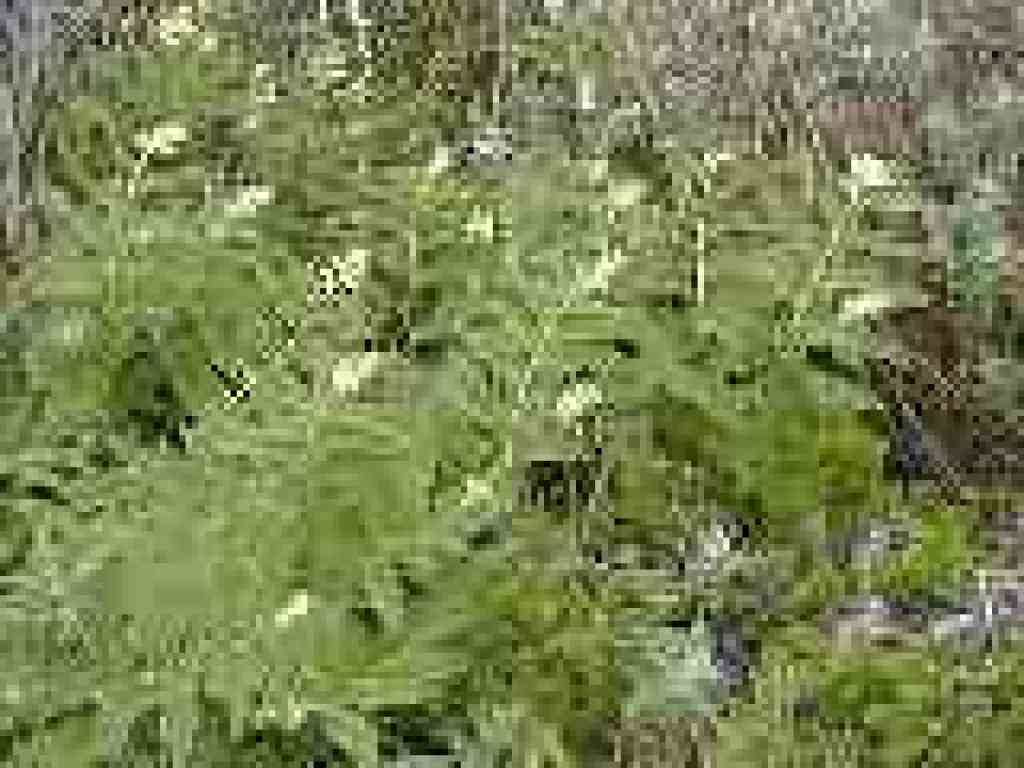 False solomon's seal?