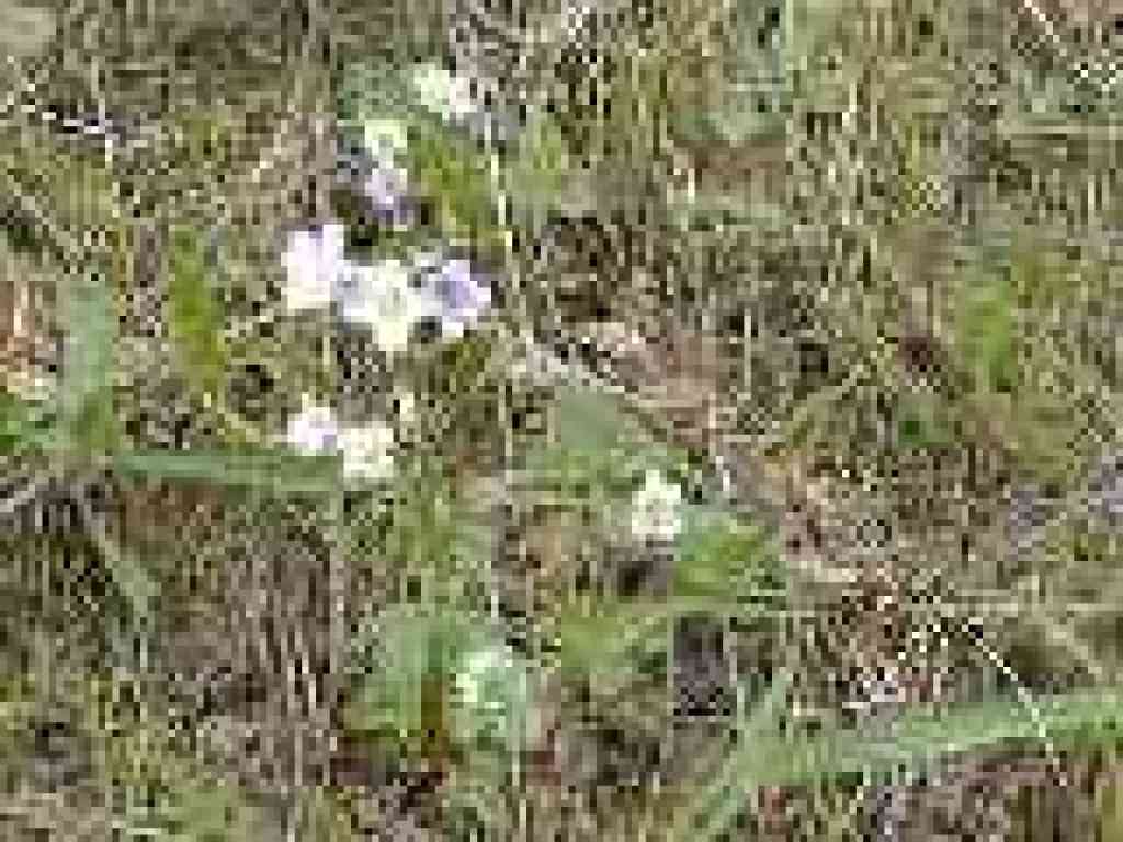Milkmaids and strawberries