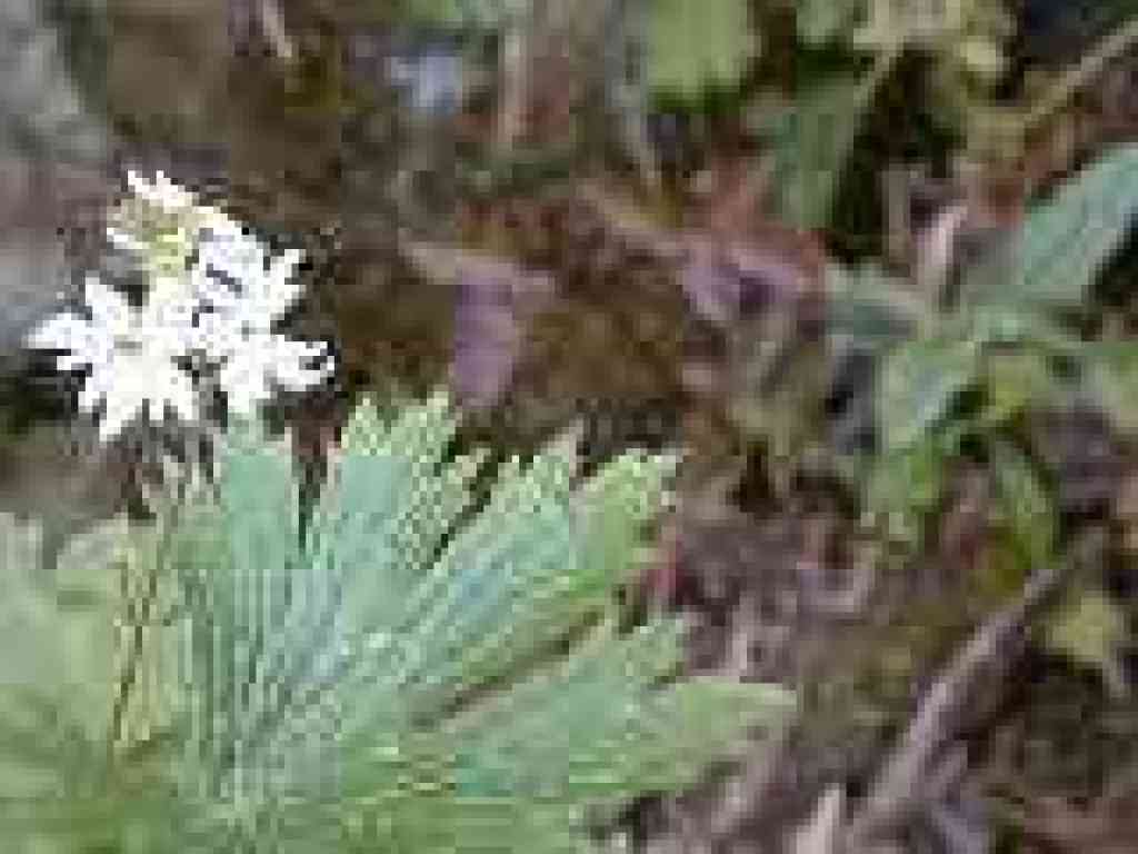 Woodland star