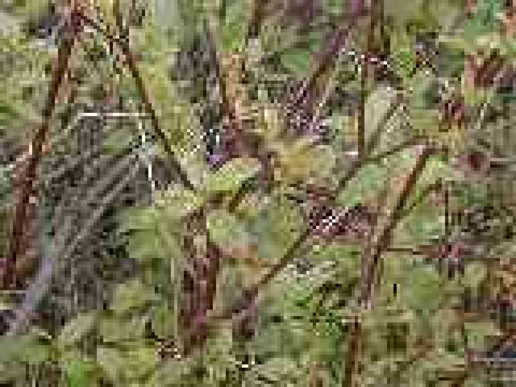 Dogwood