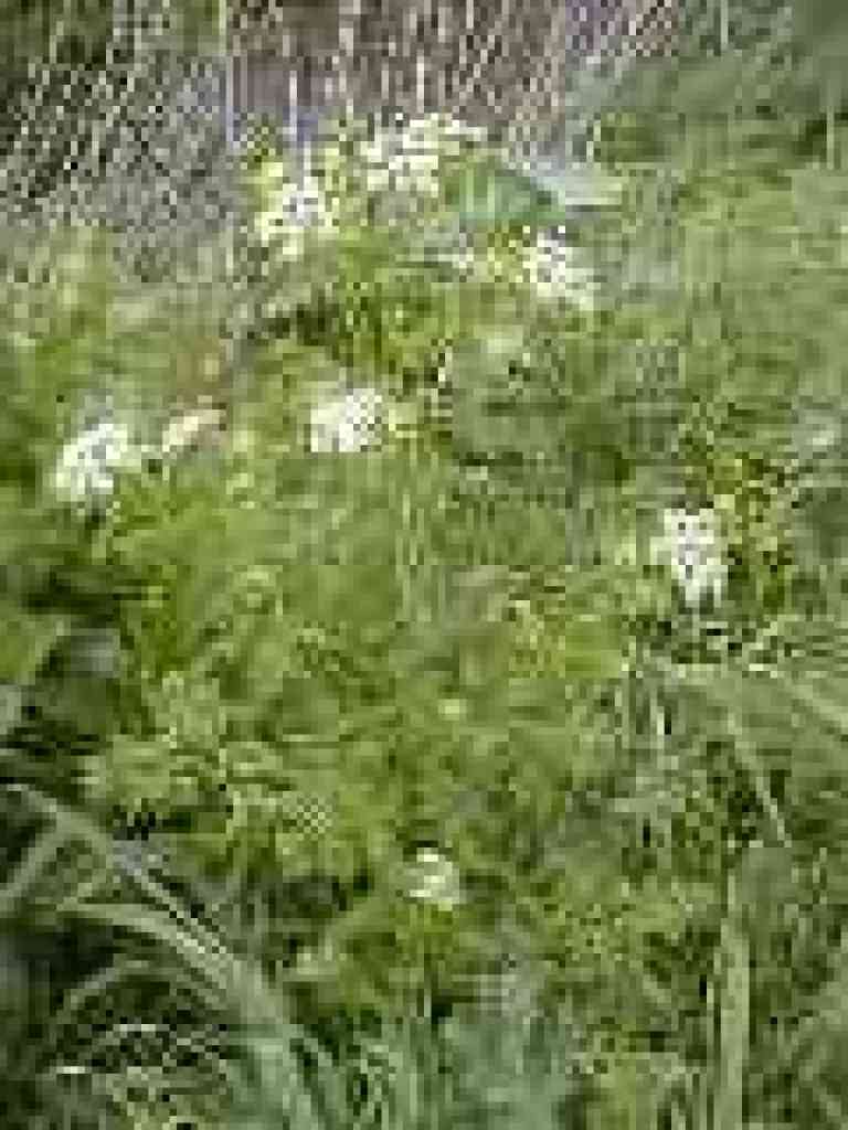 Queen Anne's Lace