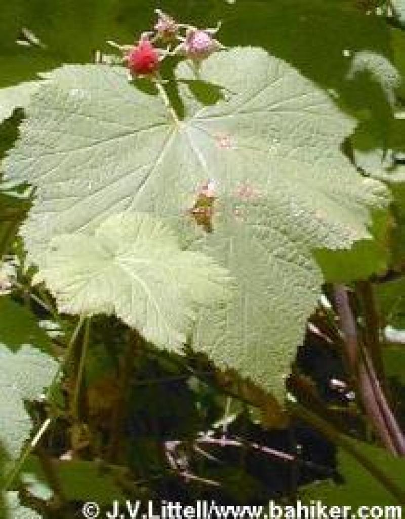 Thimbleberry