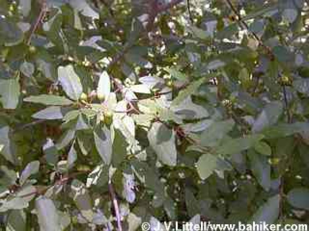 Coffeeberry in summer