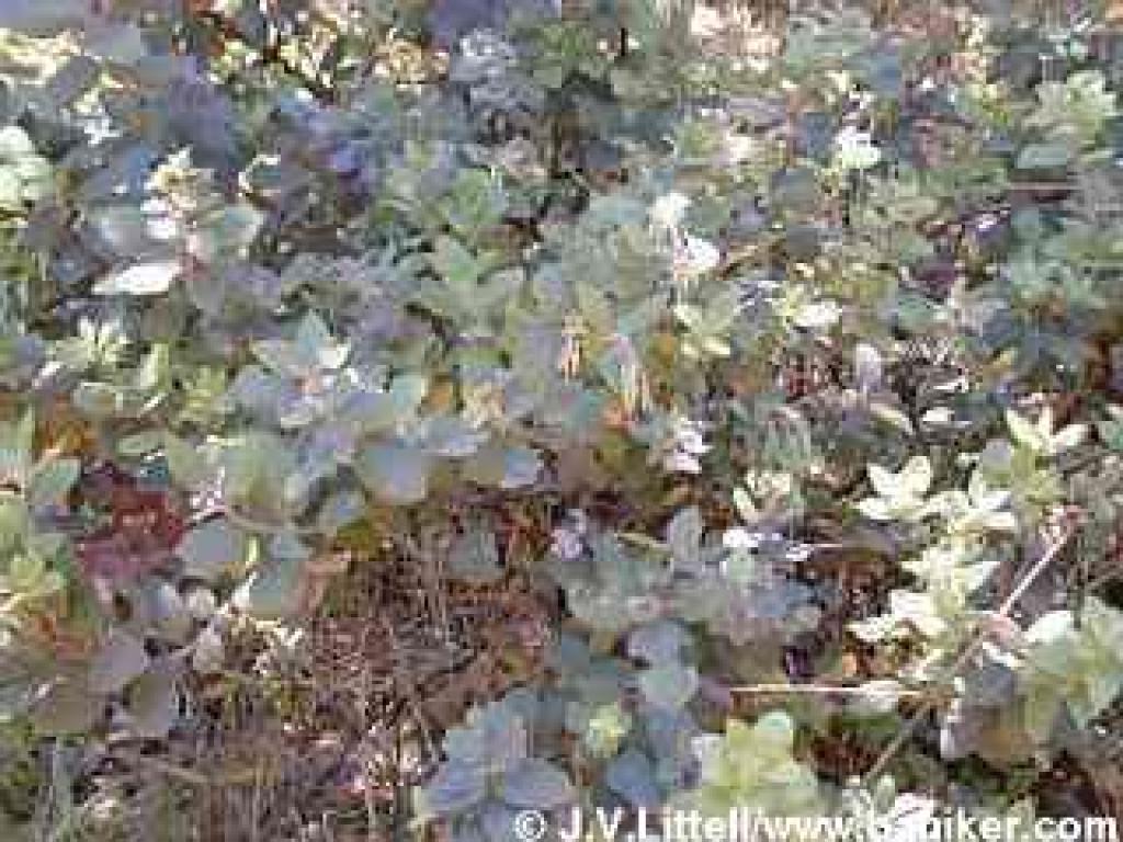 Manzanita in summer
