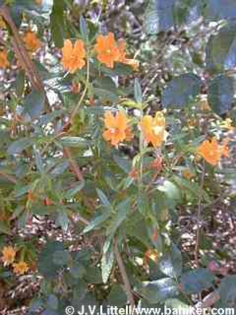 Monkeyflower in summer