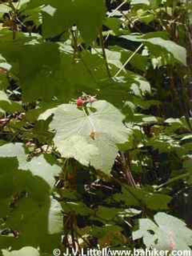 Thimbleberry photo