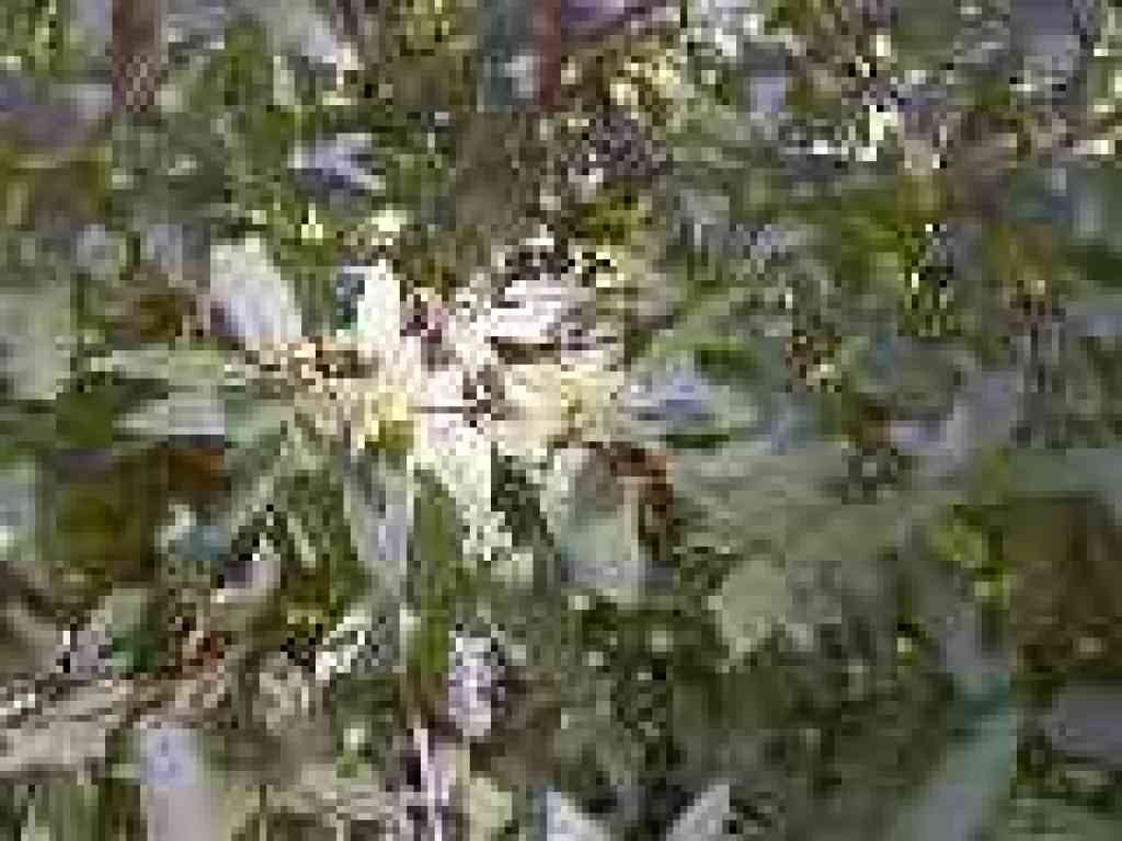 coffeeberry