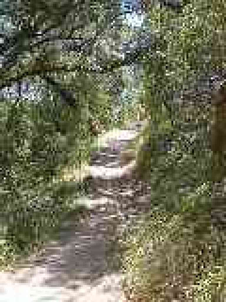 Under oaks and madrone