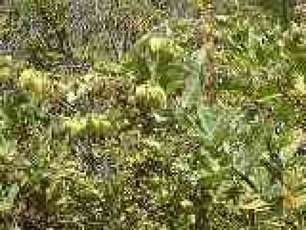 Pitcher sage
