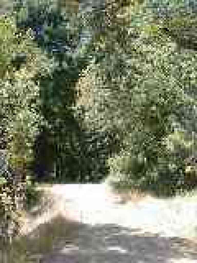 Redwoods