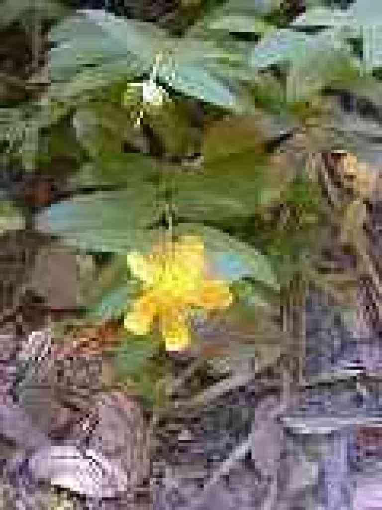 Yellow flower