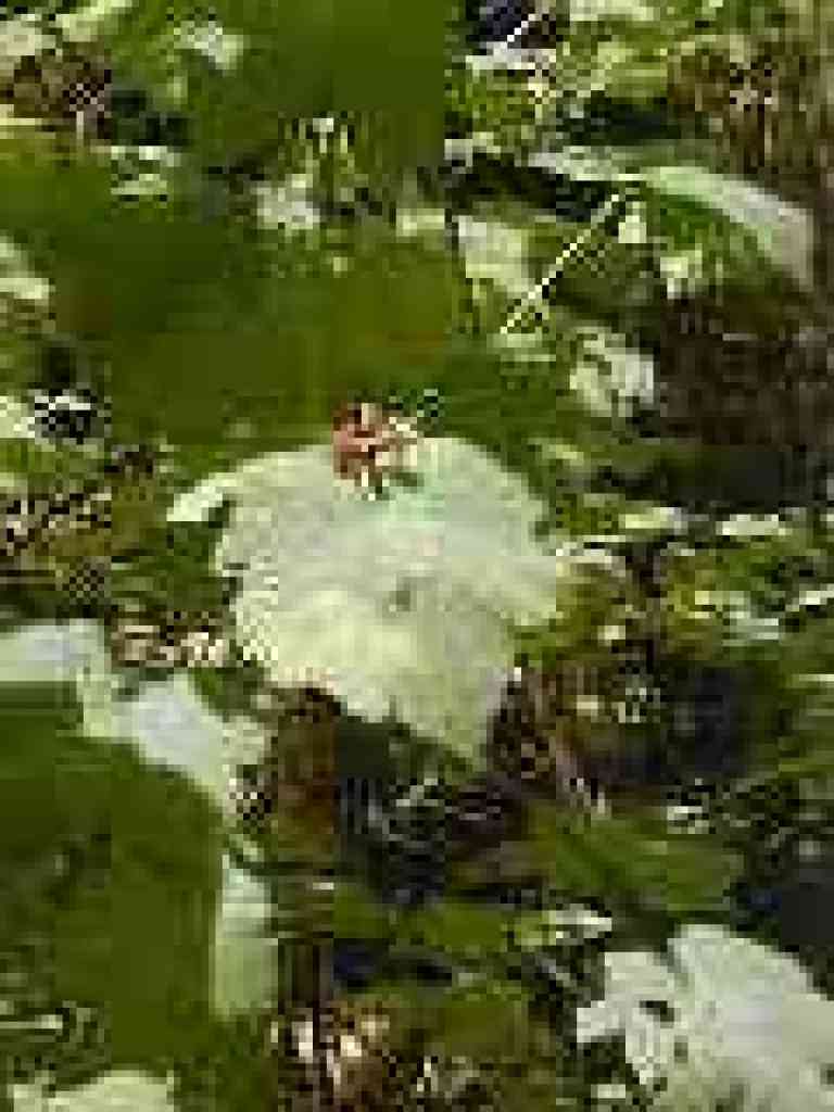 Thimbleberry