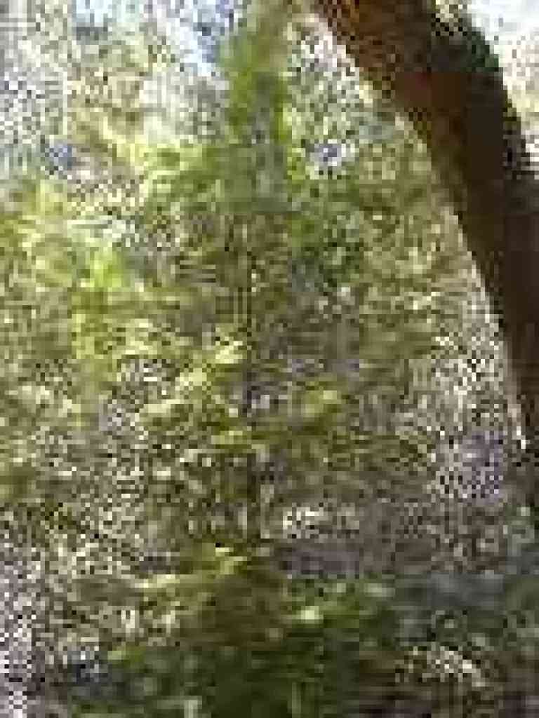 Douglas fir