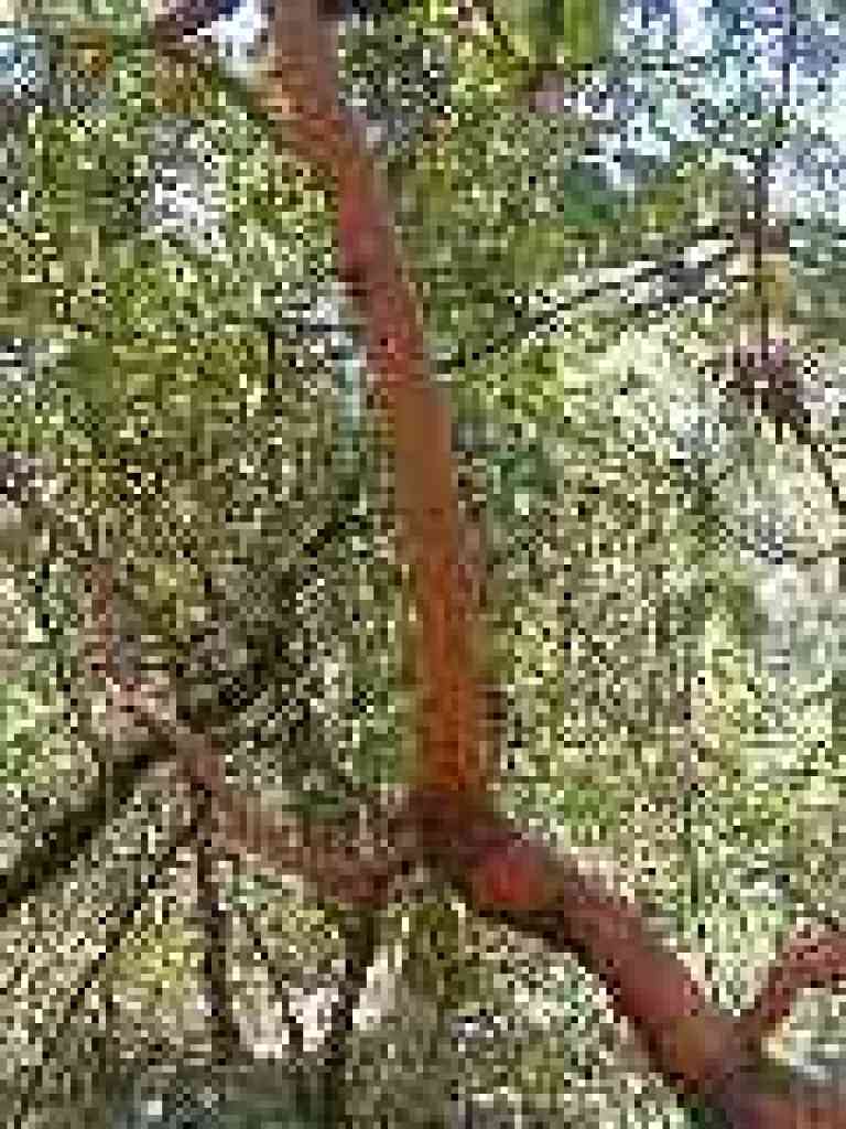 Madrone