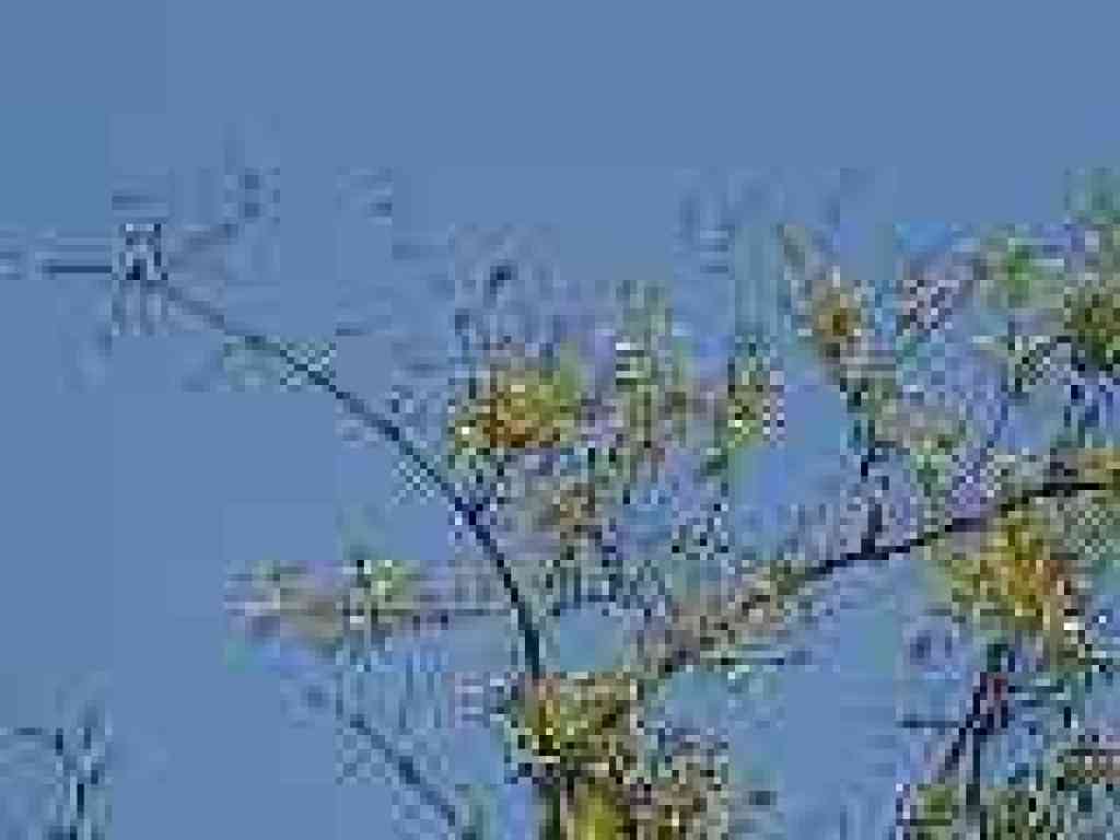 Hummingbird