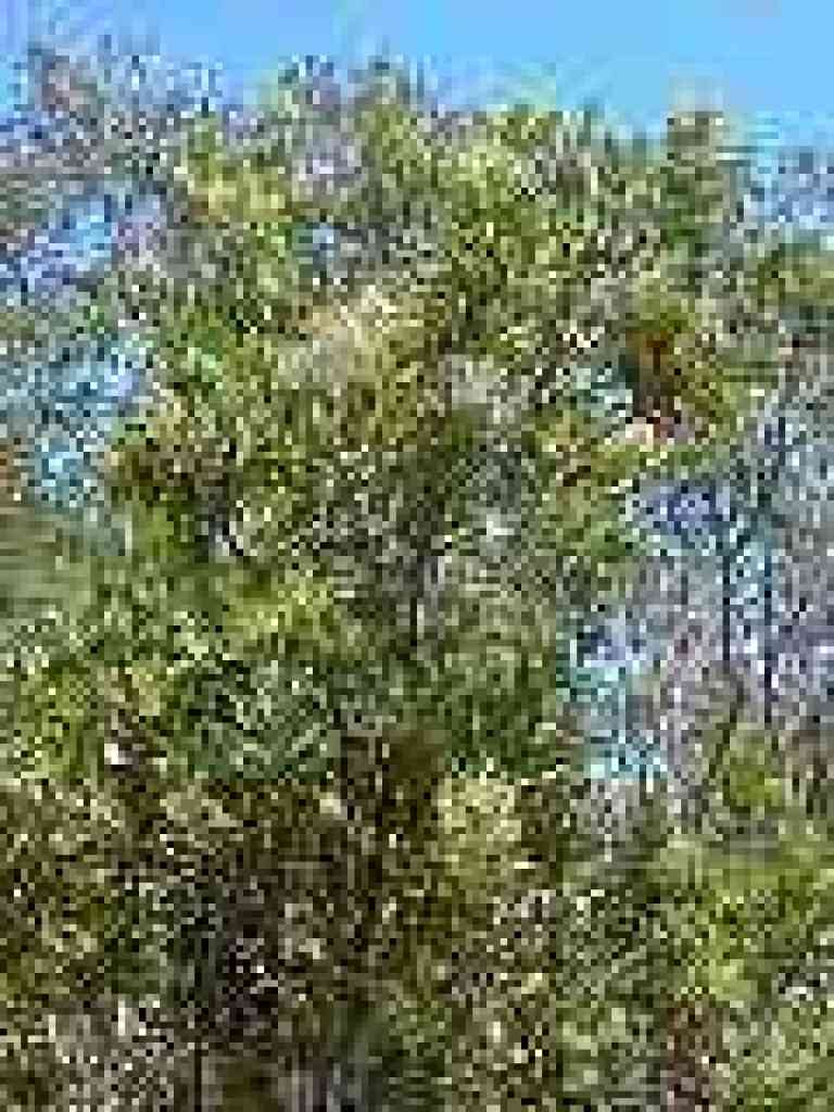 Toyon