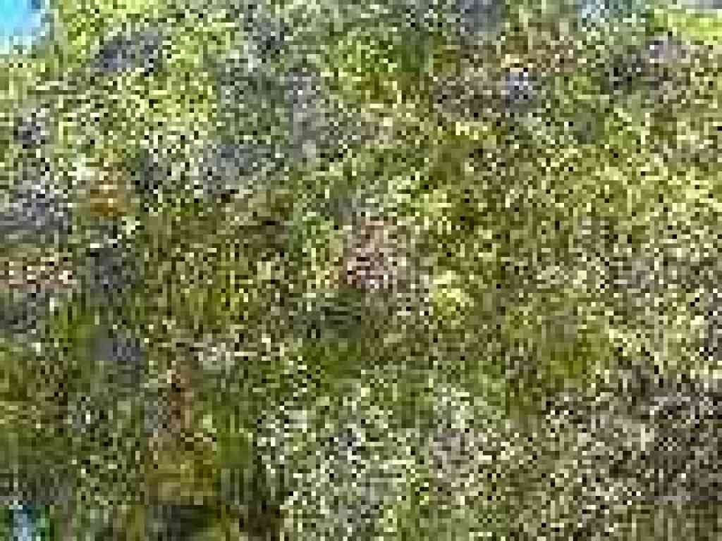 Elderberry