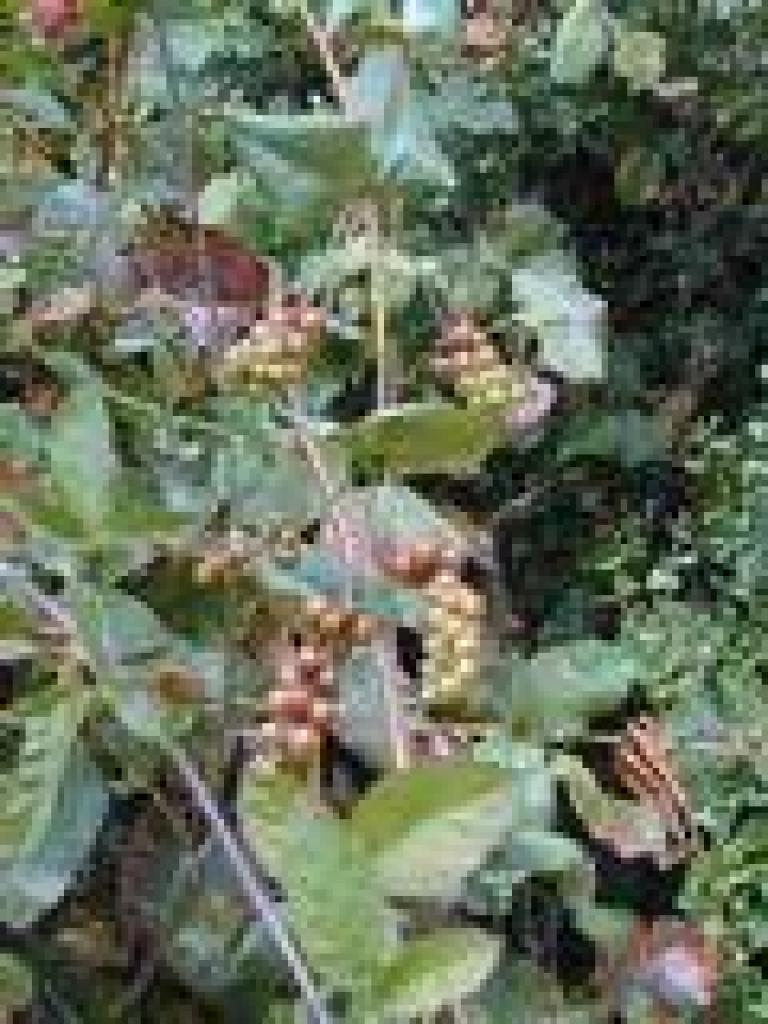 Honeysuckle