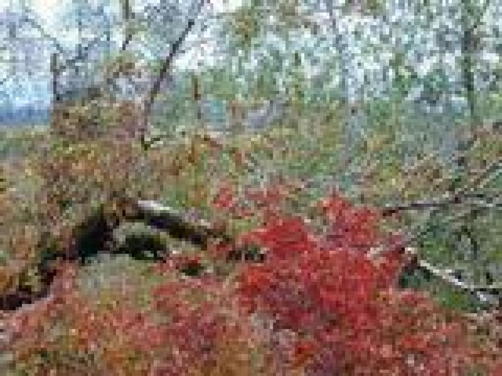 Poison oak and buckeye