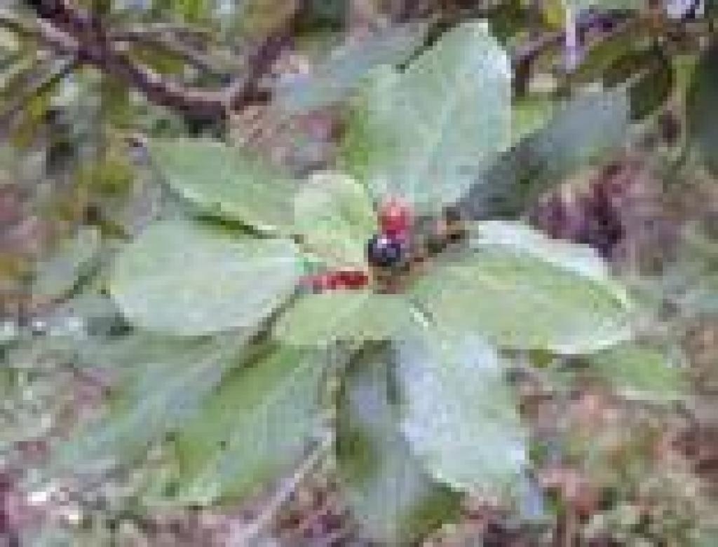 Serviceberry?