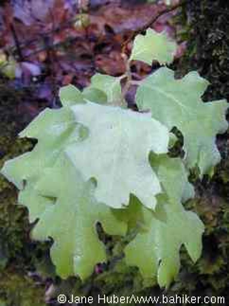 Black oak leaves