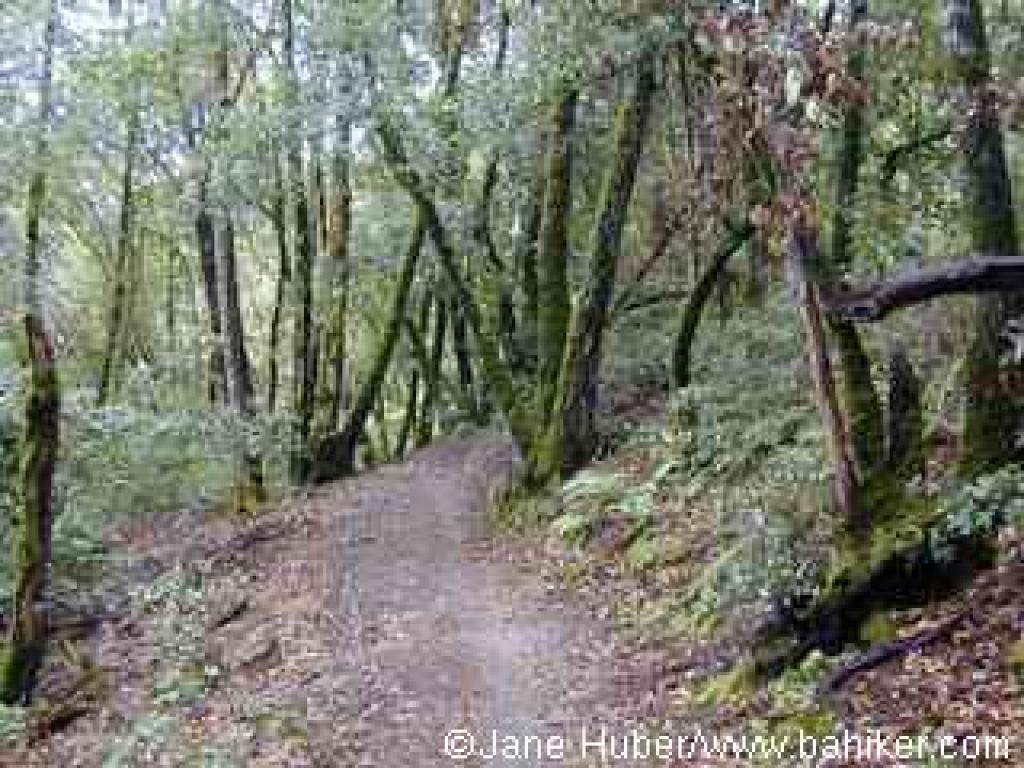 Ridge Trail