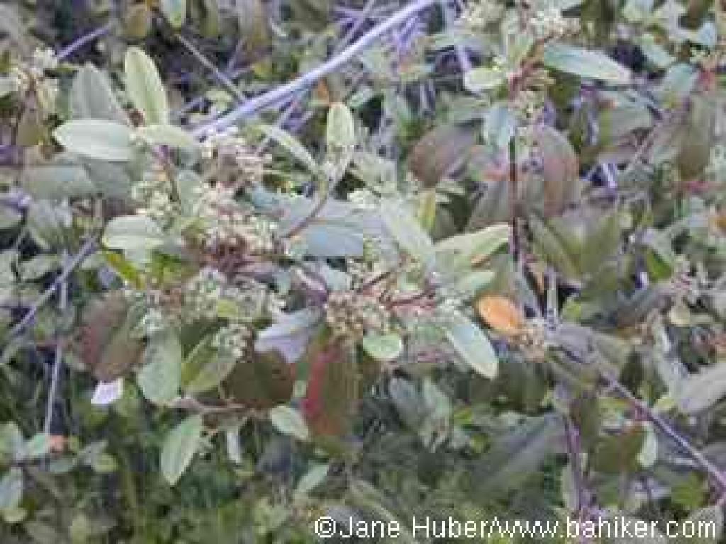 Coffeeberry