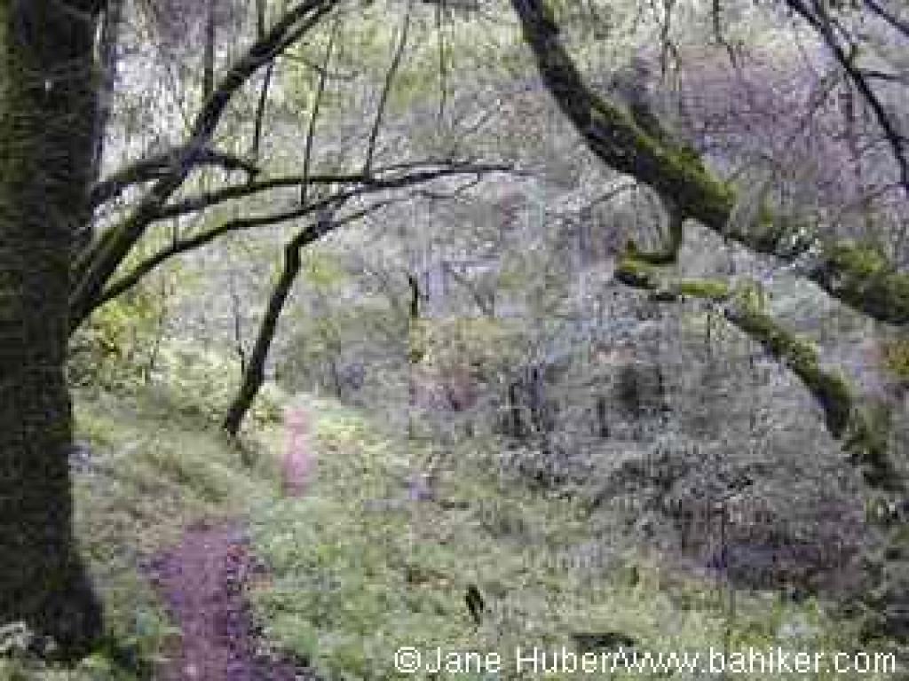 Alternate Trail