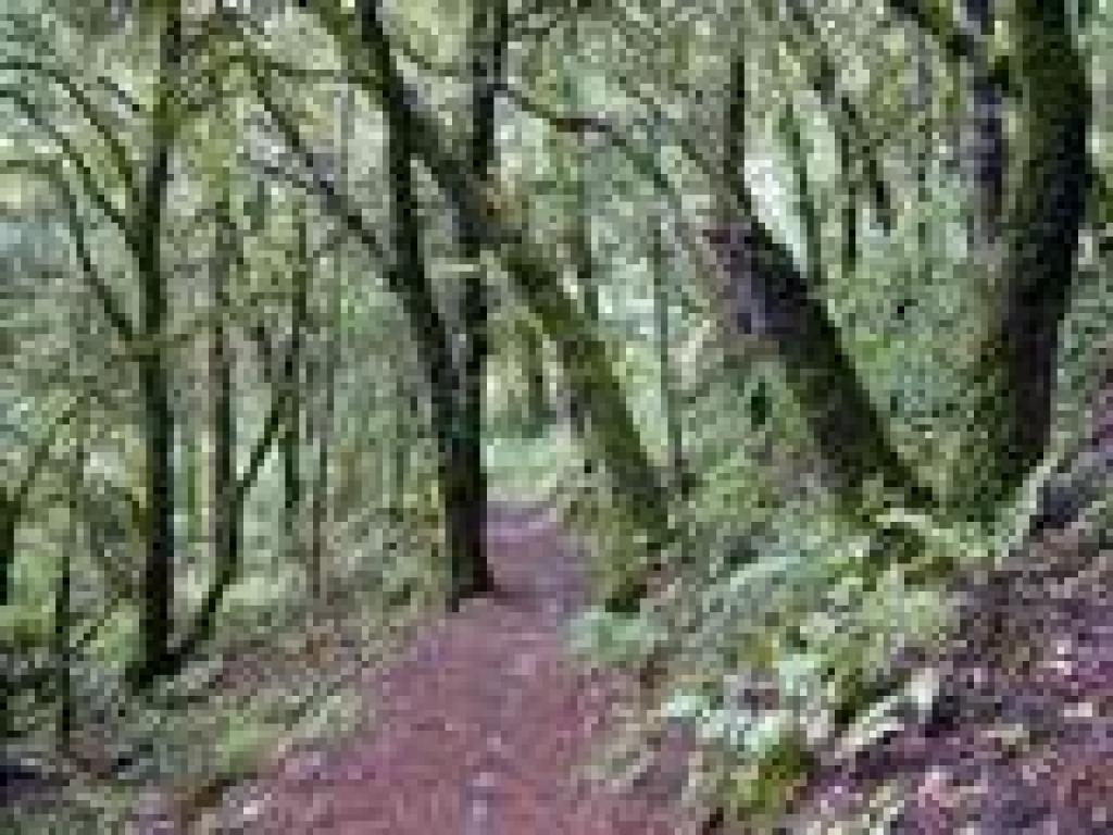 Ridge Trail