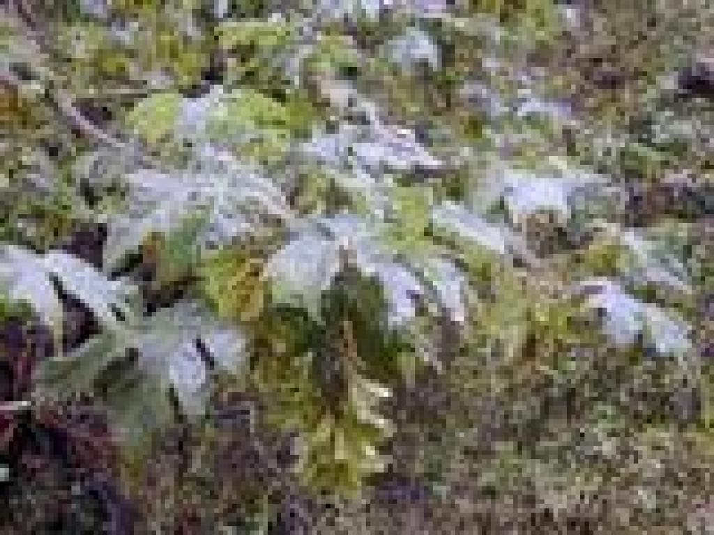 Big leaf maple