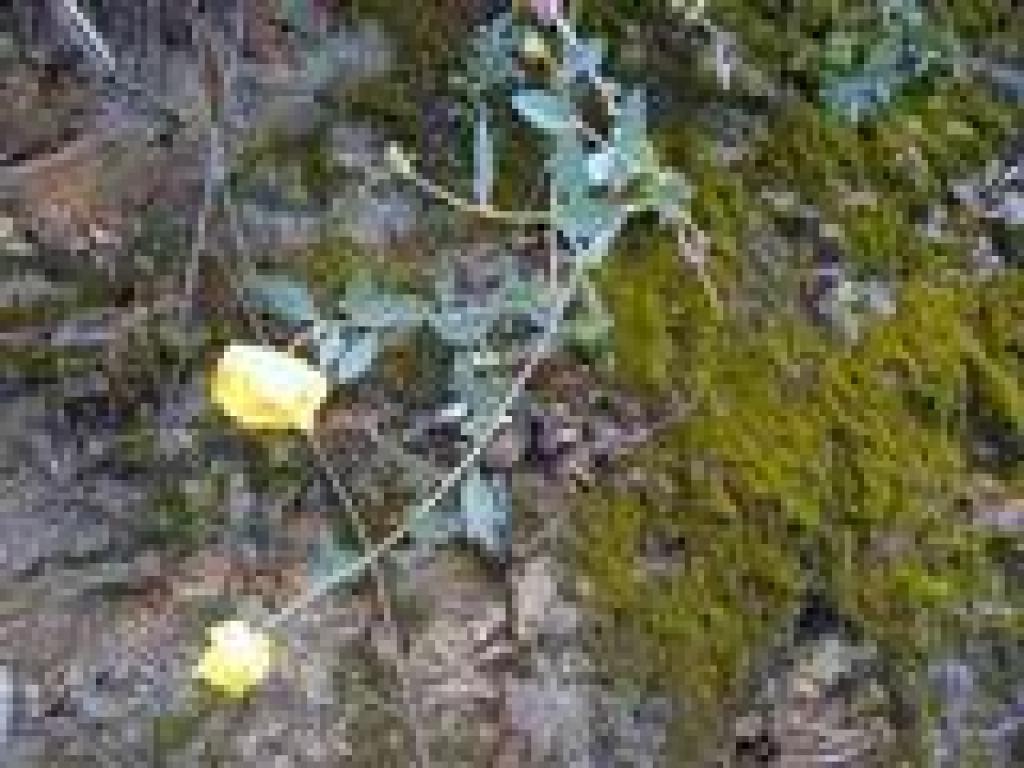 Bush poppy