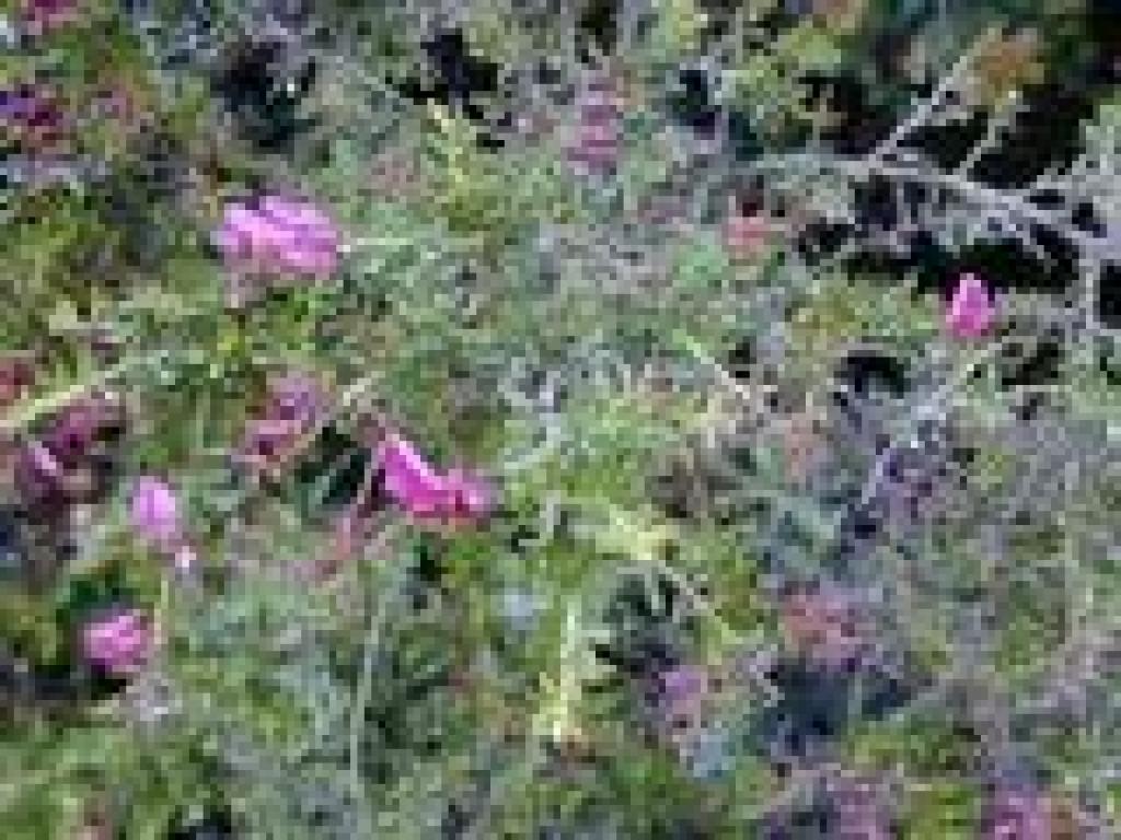 Chaparral pea