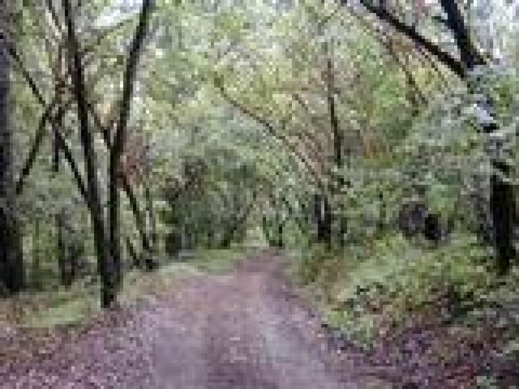 Woods