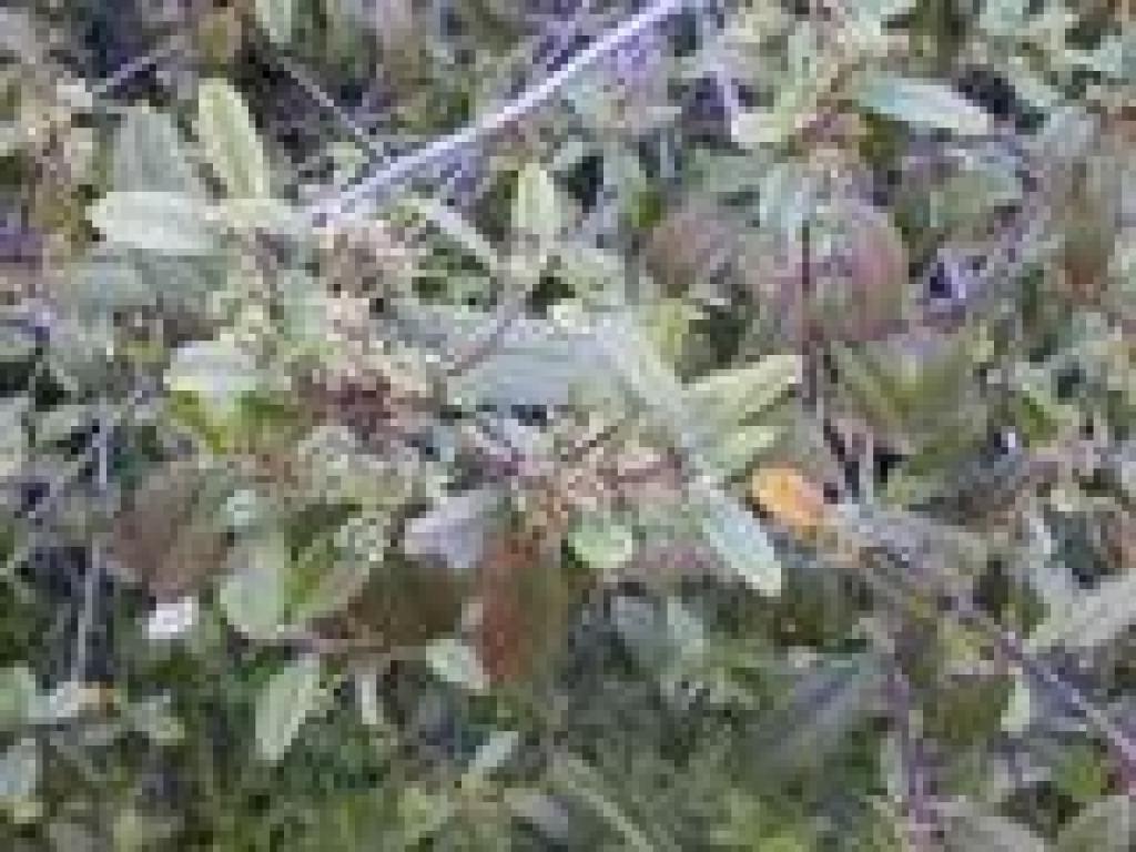 Coffeeberry