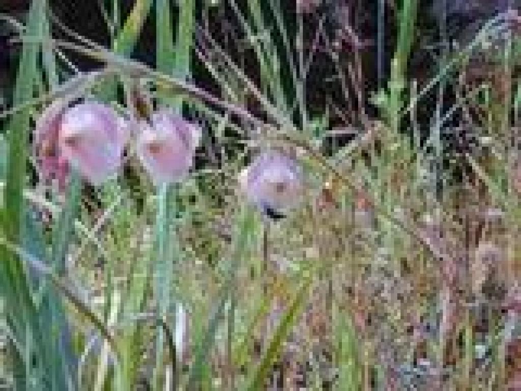 Fairy lanterns
