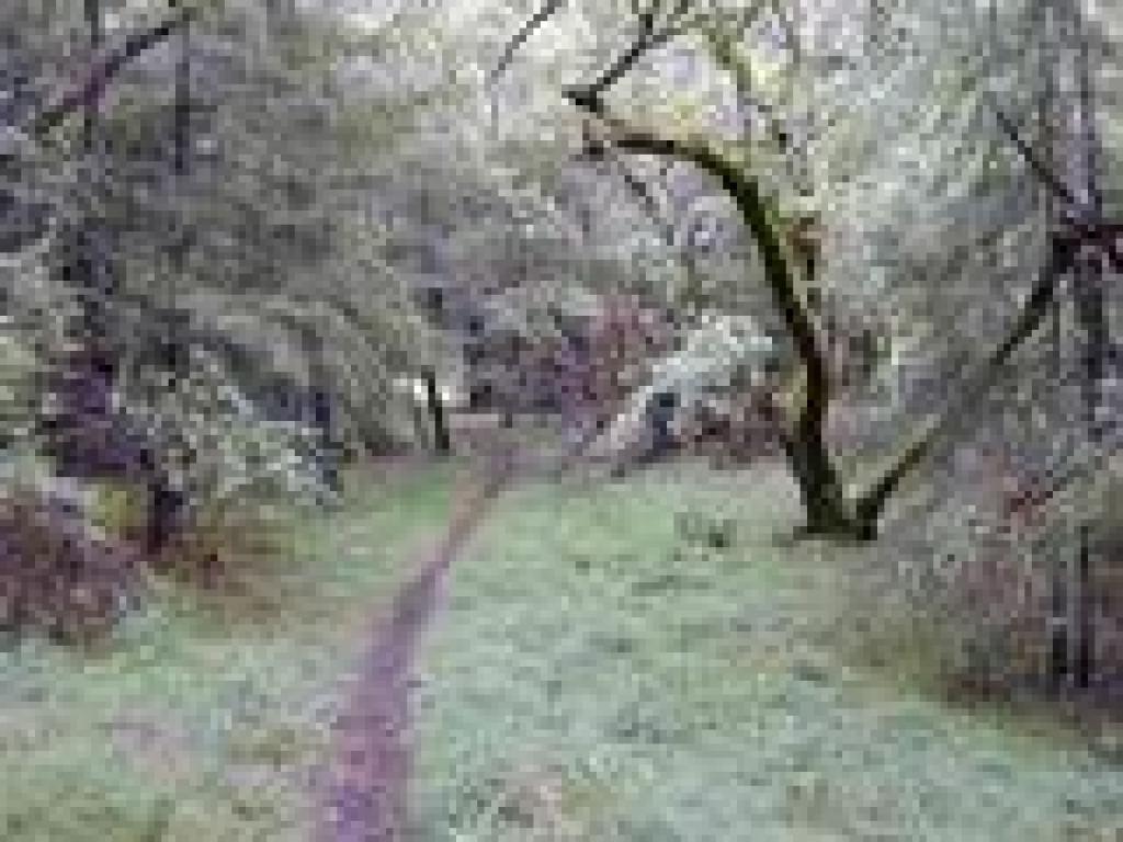 Through woods