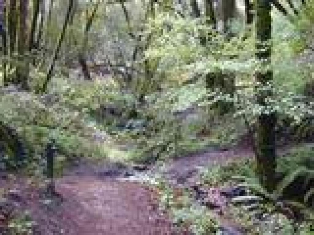 Creek crossing