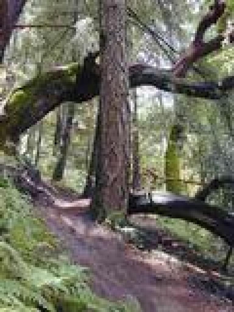 Madrone arch