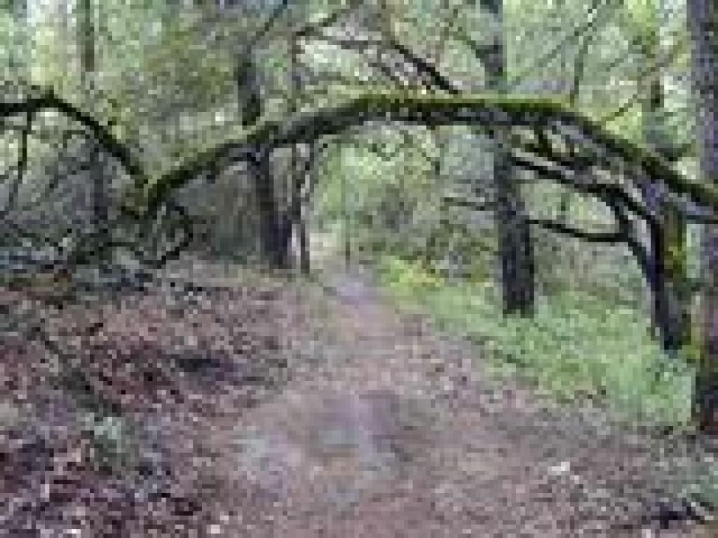 Alternate Trail