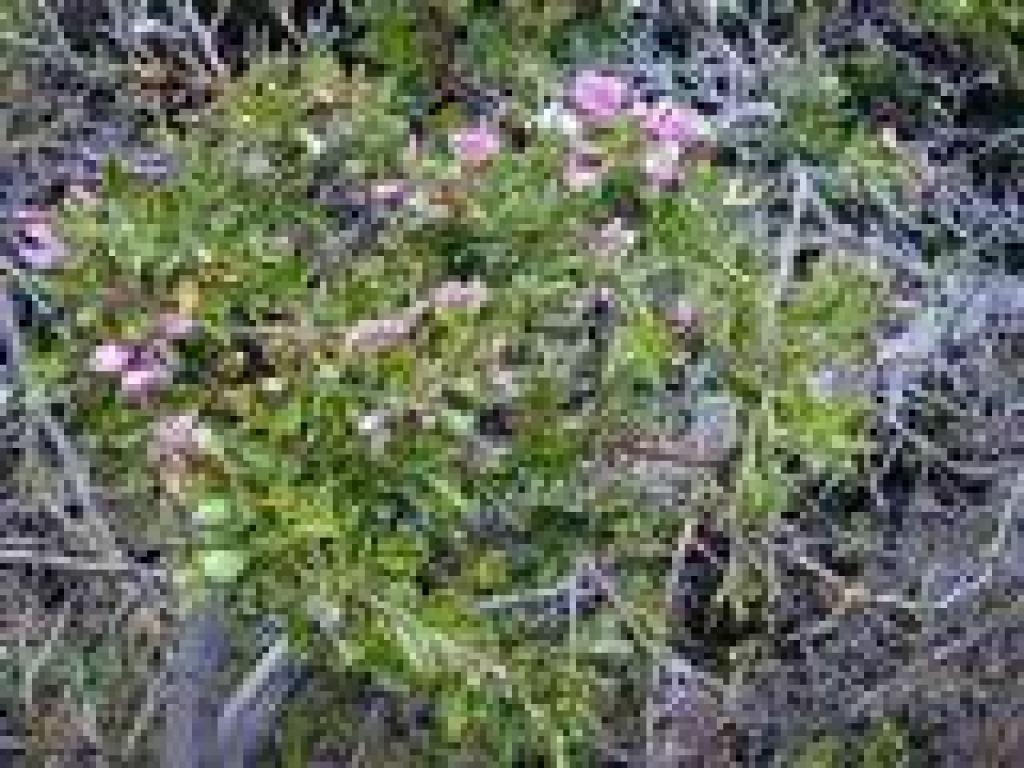 Chaparral pea