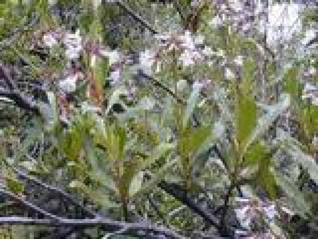 Yerba santa