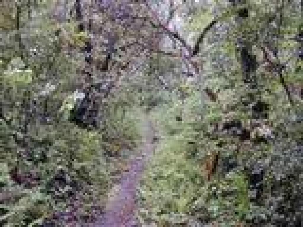 Alternate Trail