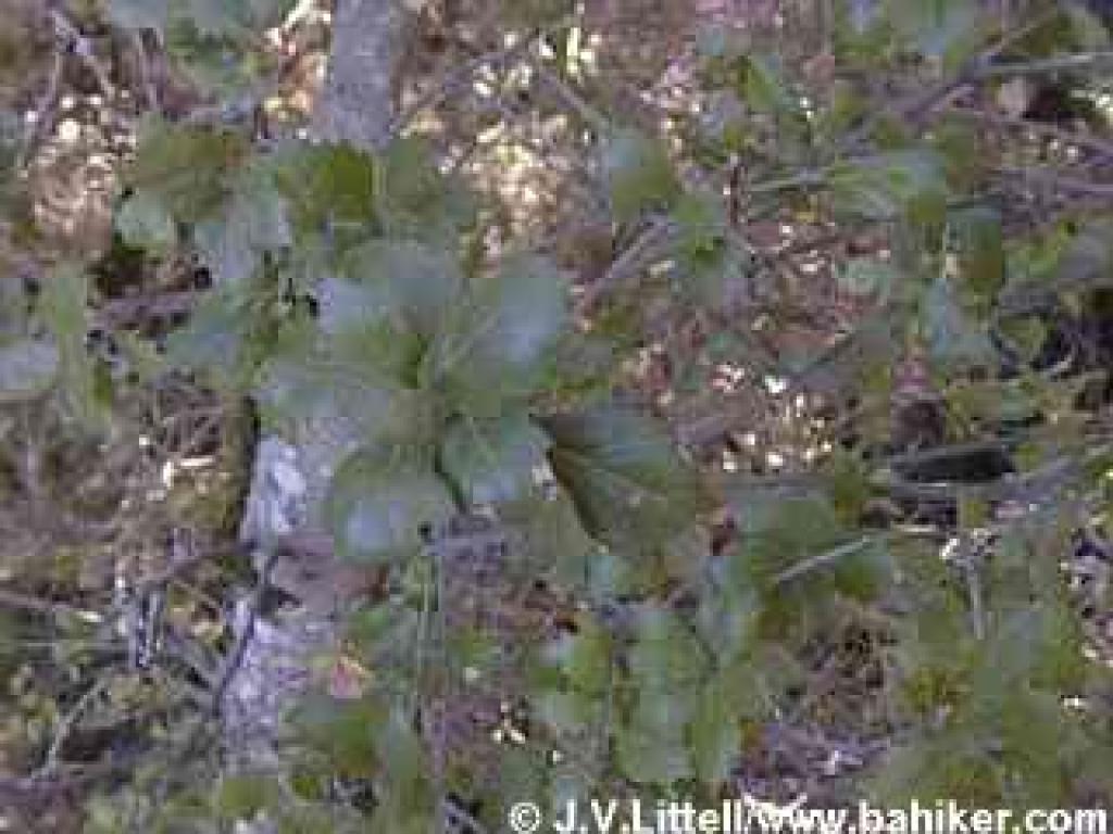 Coast live oak photo