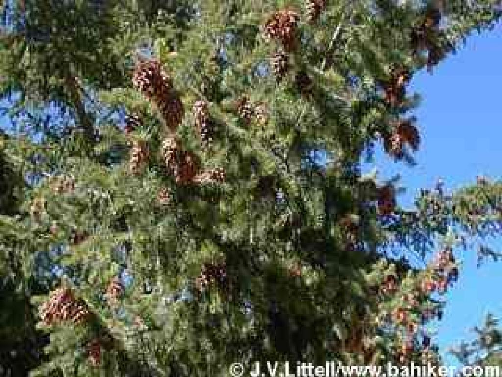 Doulgas fir photo