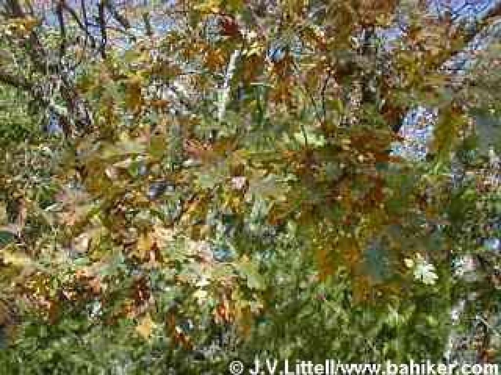 Black oak photo