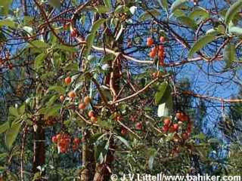 Madrone photo