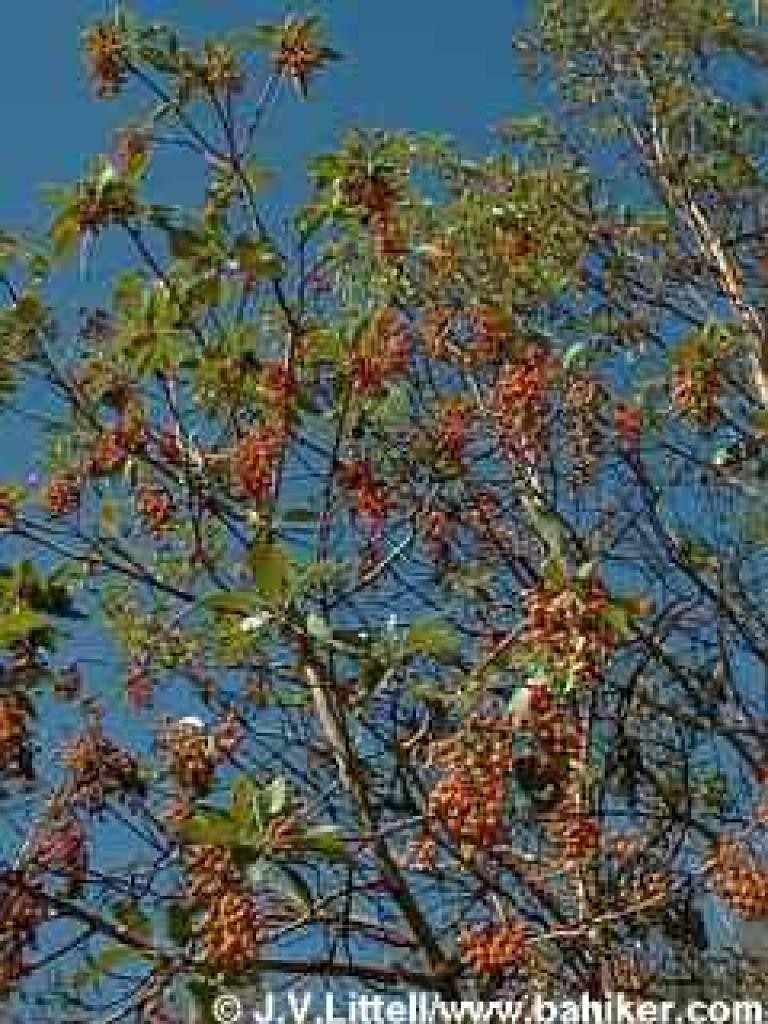 Madrone photo