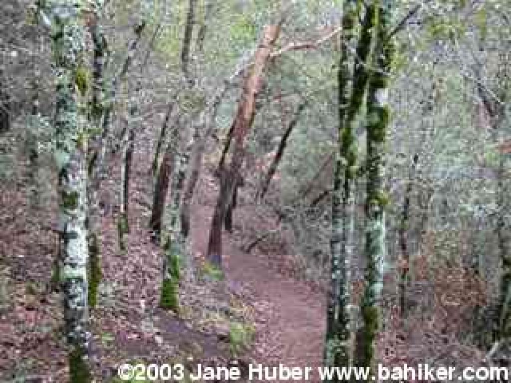 Contour Trail