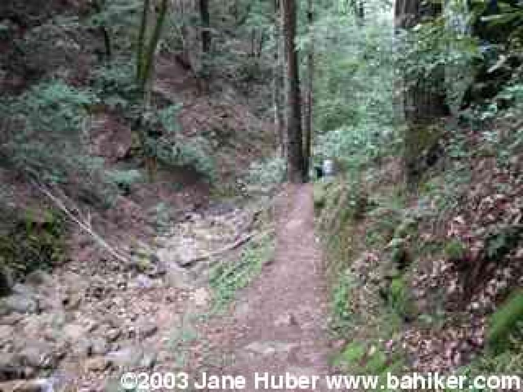 Along Swanson Creek
