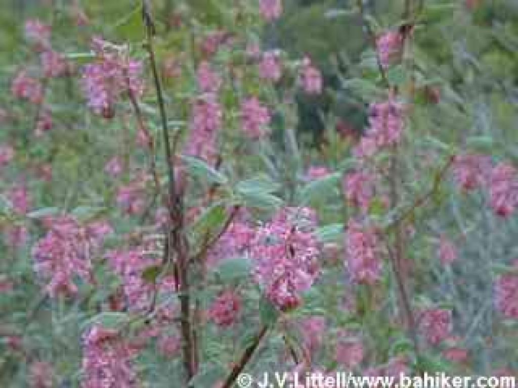 Currant in bloom